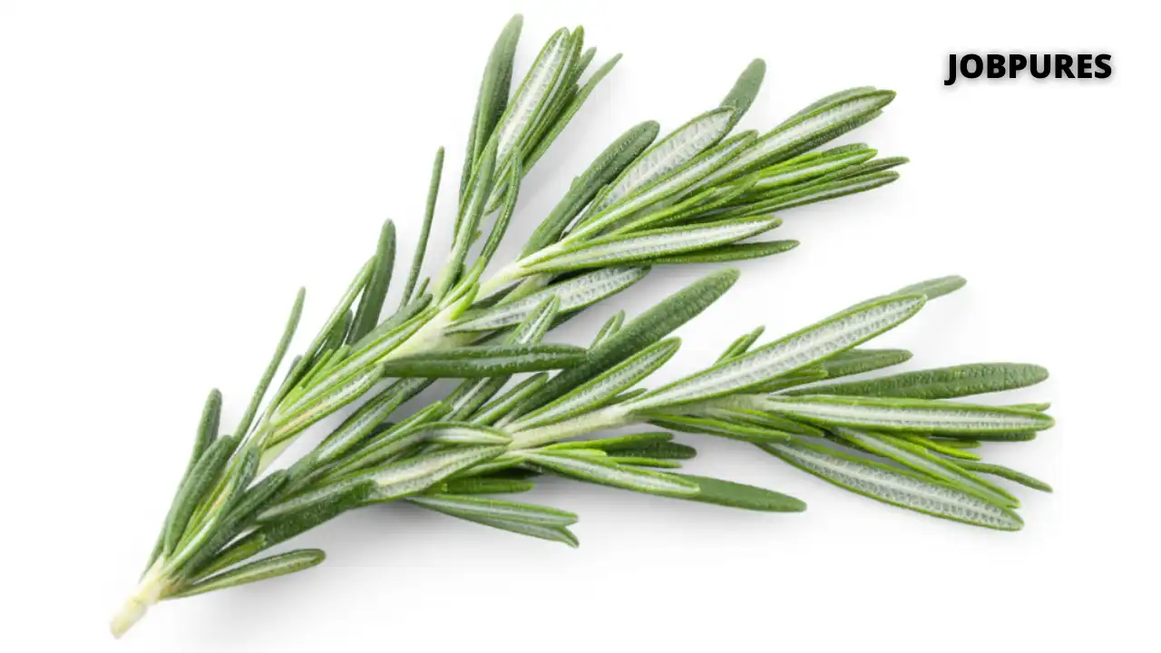 Rosemary Spice Name in Hindi and English