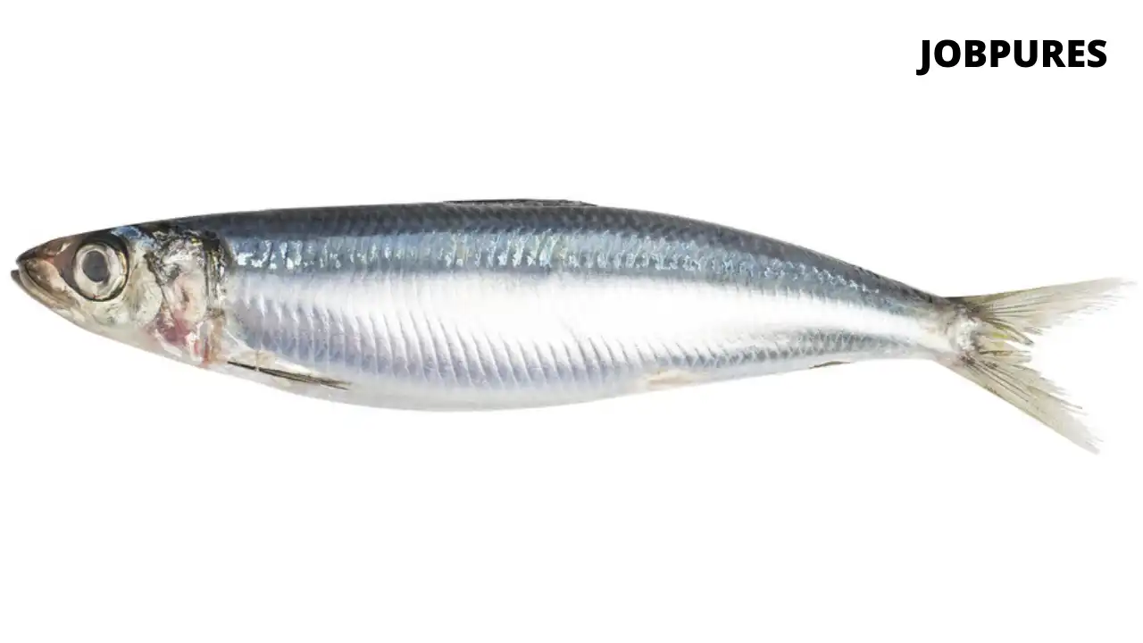 Sardine Fish Name in Hindi and English