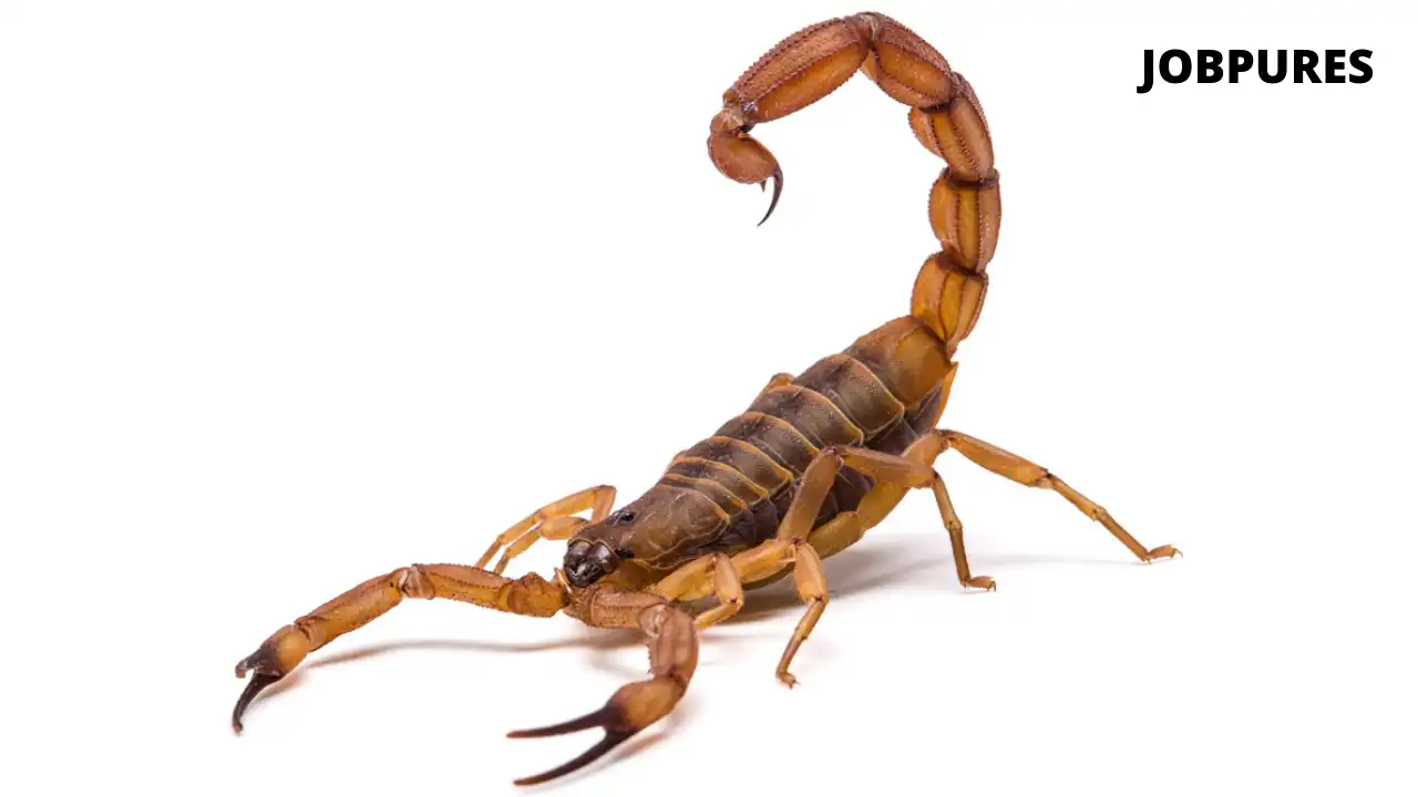 Scorpion Reptiles Name in Hindi and English
