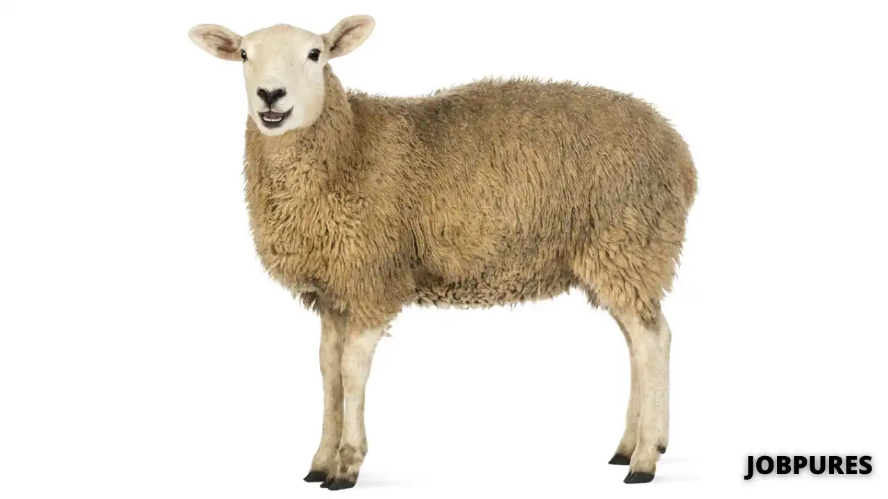 Sheep Name in Hindi