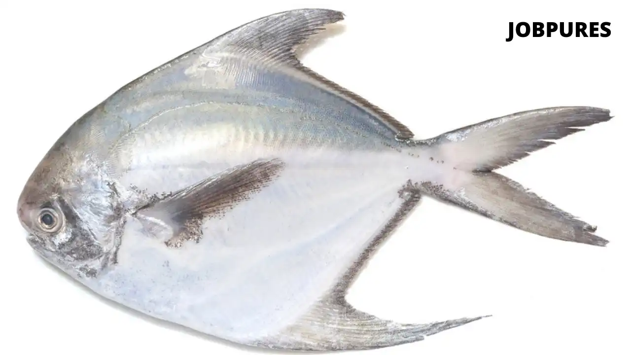 Silver Pomfret Fish Name in Hindi and English