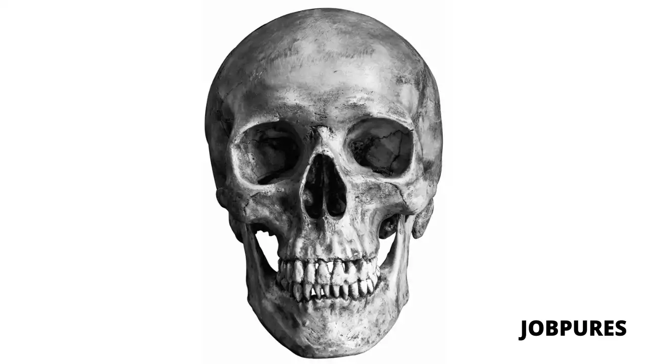 Skull Body Part Name in Hindi and English