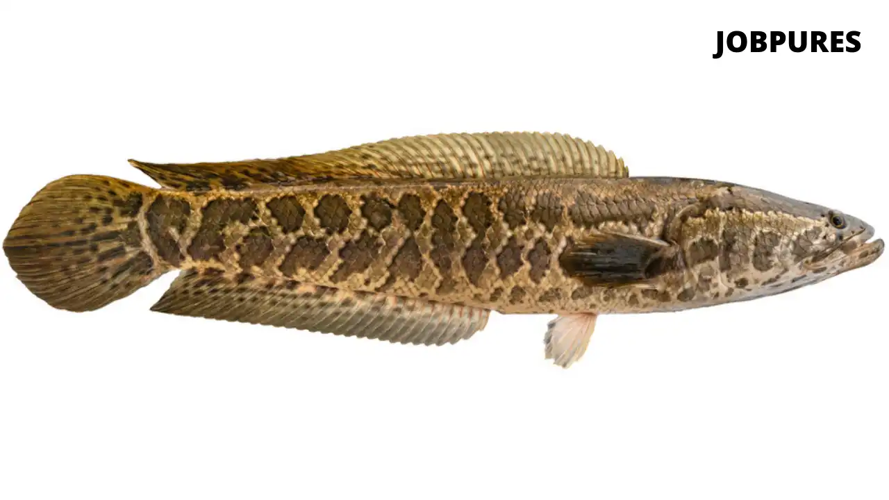 Snake Head Fish Name in Hindi and English