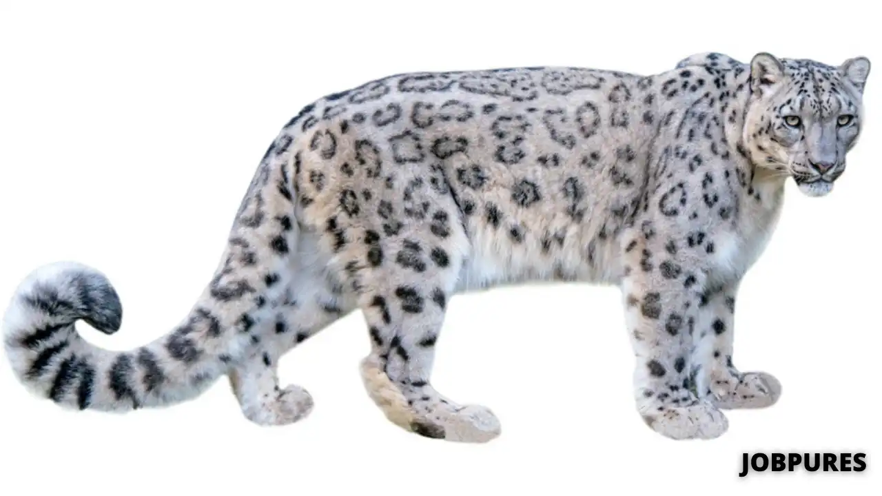 Snow Leopard Name in Hindi