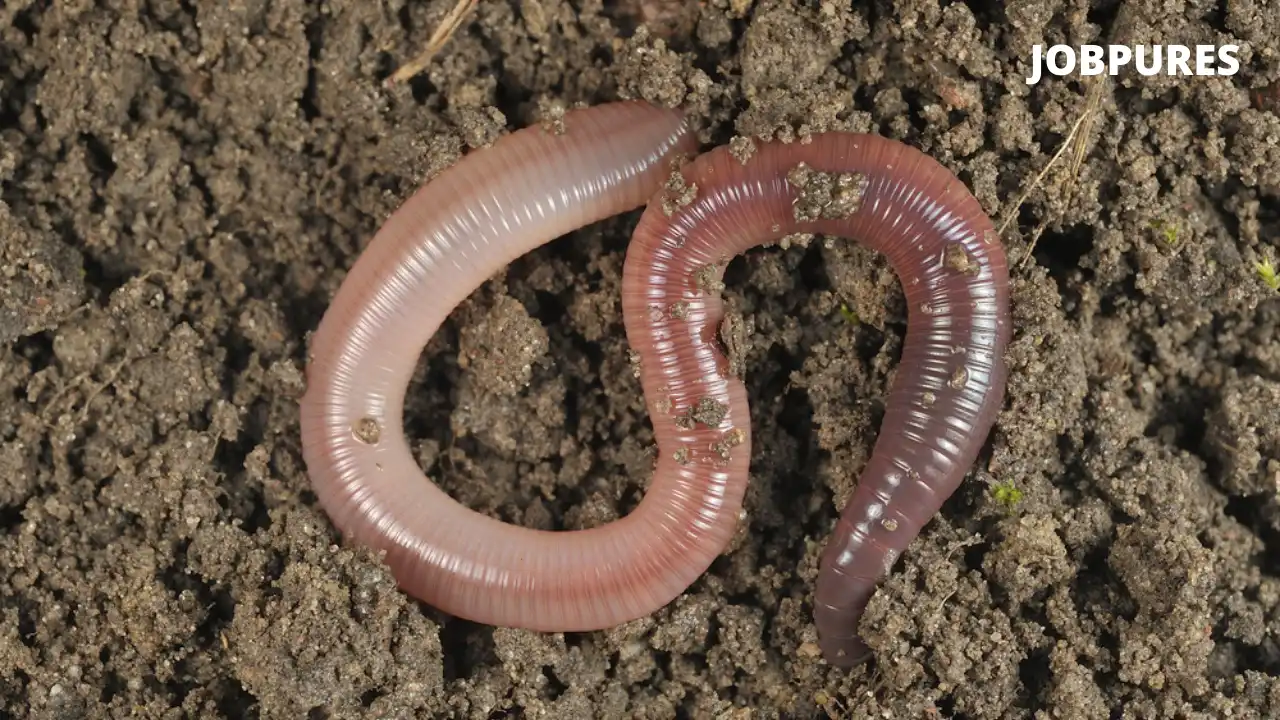 Soil Worm Reptiles Name in Hindi and English