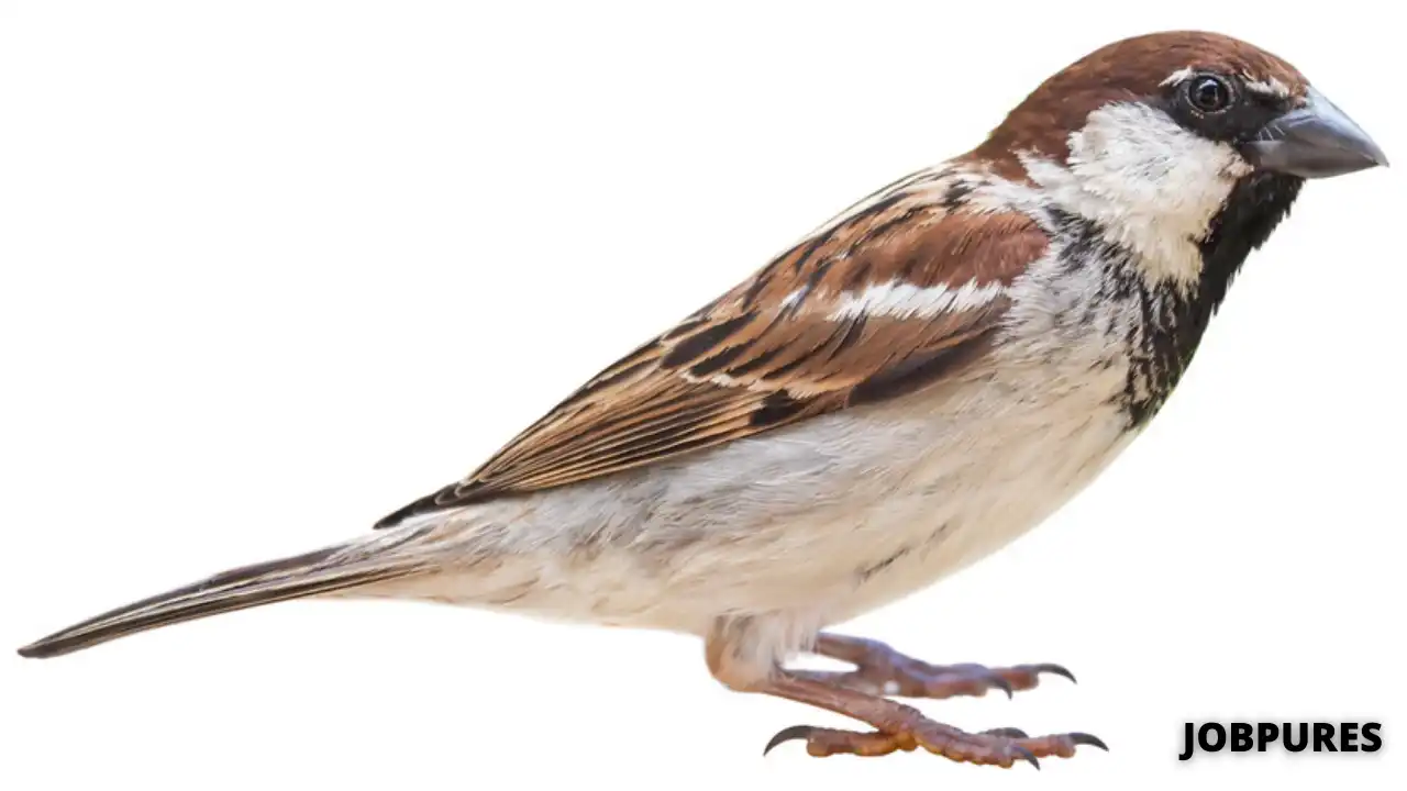 Sparrow Bird Name in Hindi & English