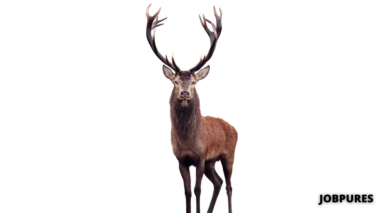 Stag Name in Hindi