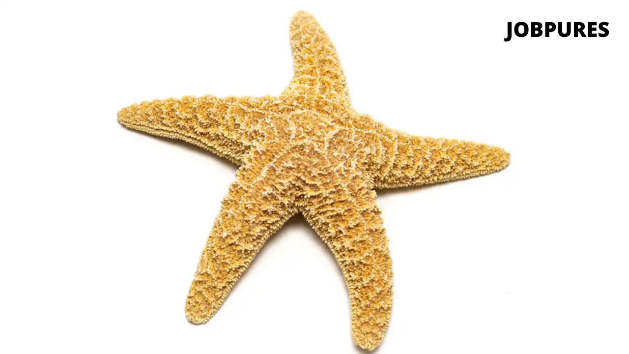 Starfish Fish Name in Hindi and English