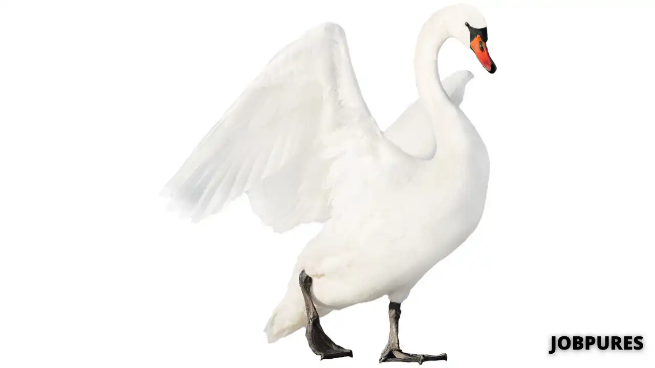 Swan Bird Name in Hindi & English