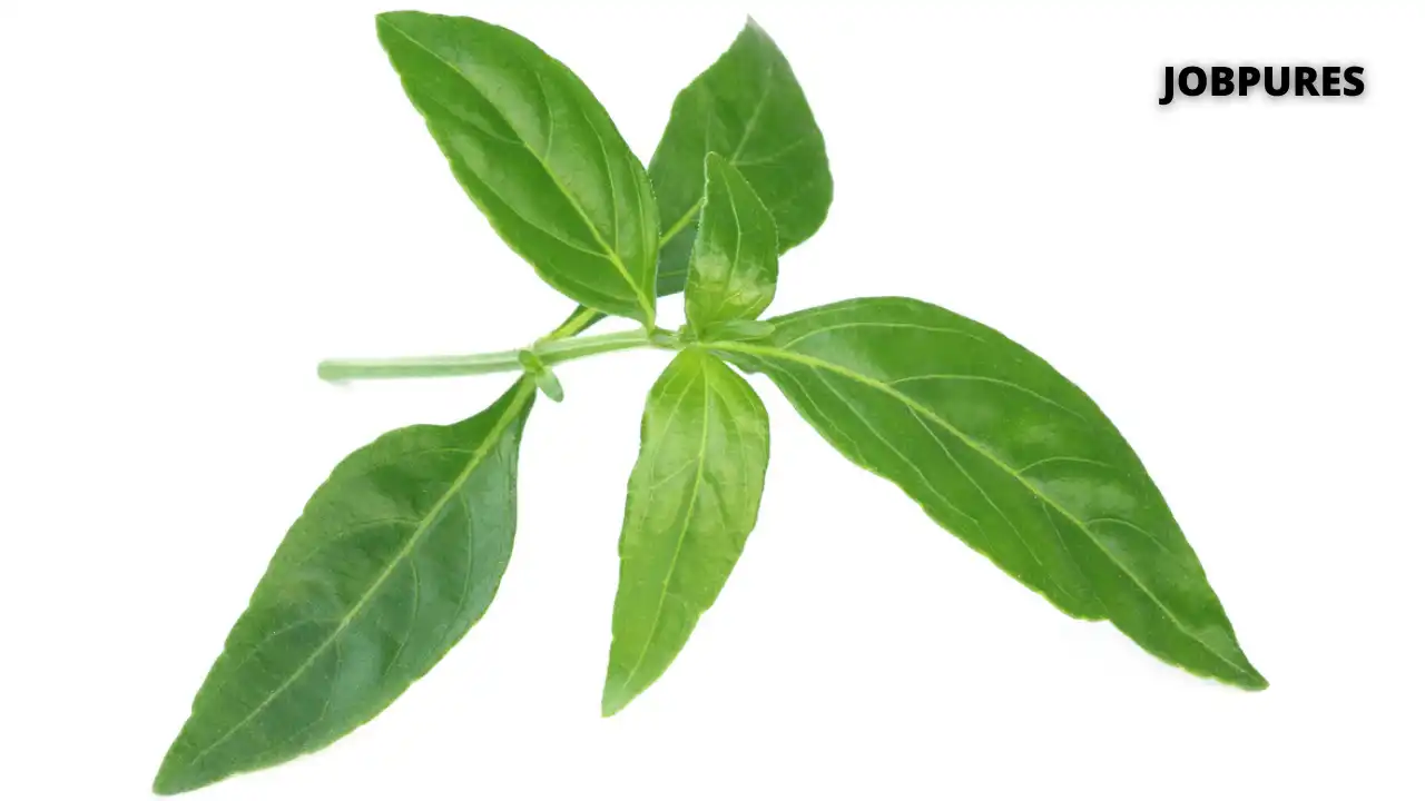 Swertia Chirata Spice Name in Hindi and English