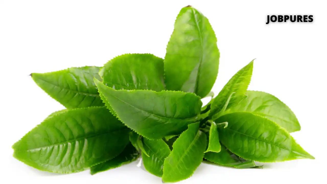 Tea Leaf Spice Name in Hindi and English