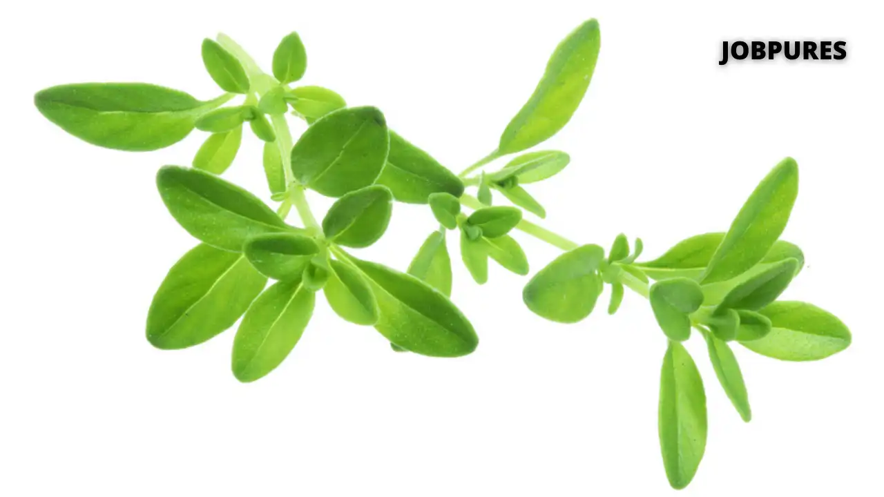 Thyme Spice Name in Hindi and English