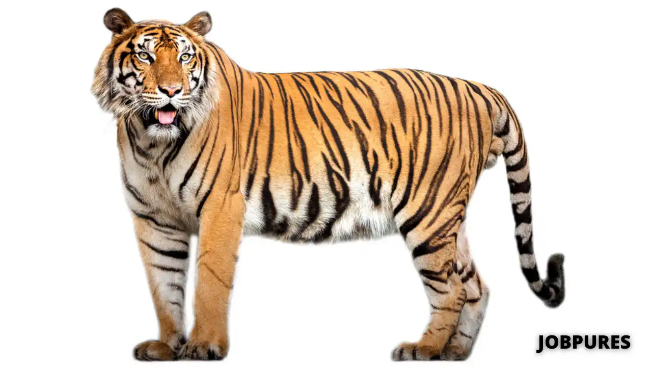 Tiger Name in Hindi