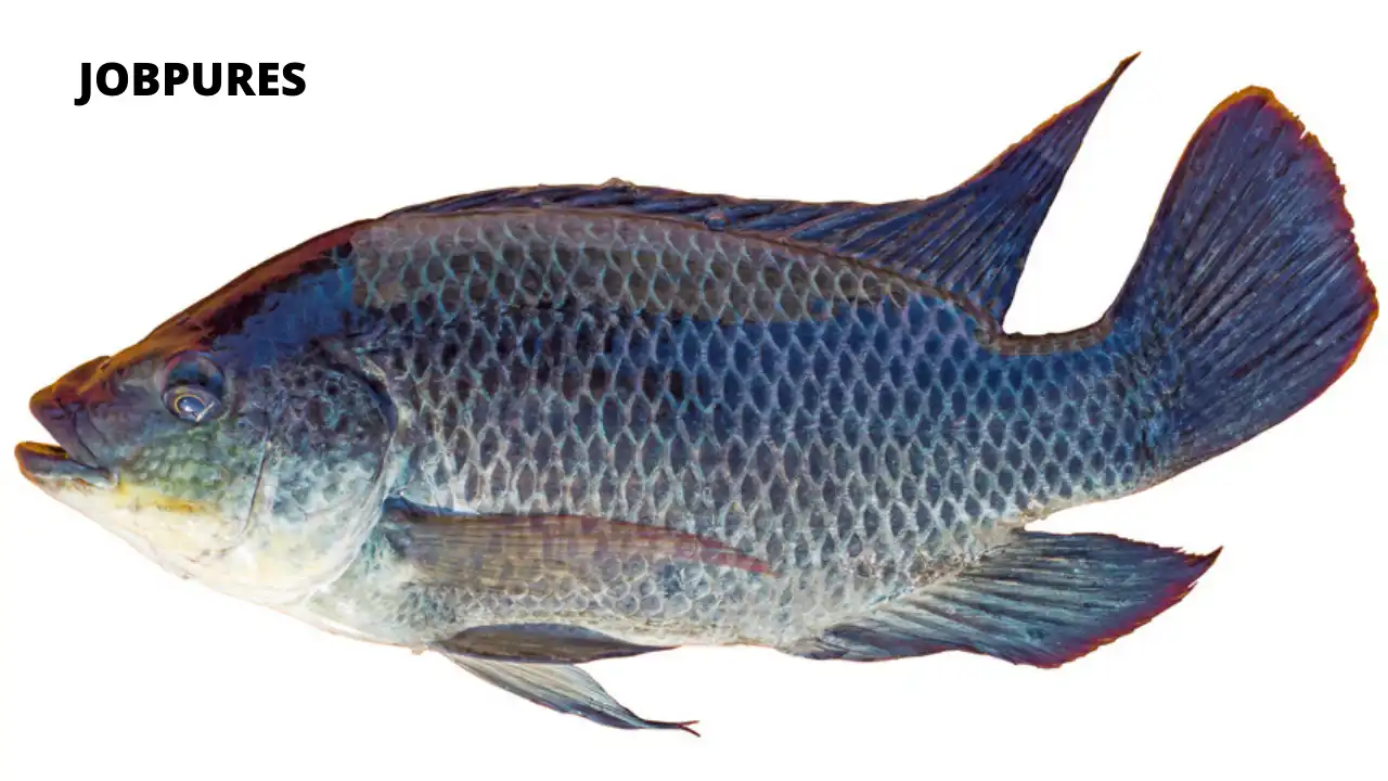 Tilapia Fish Name in Hindi and English