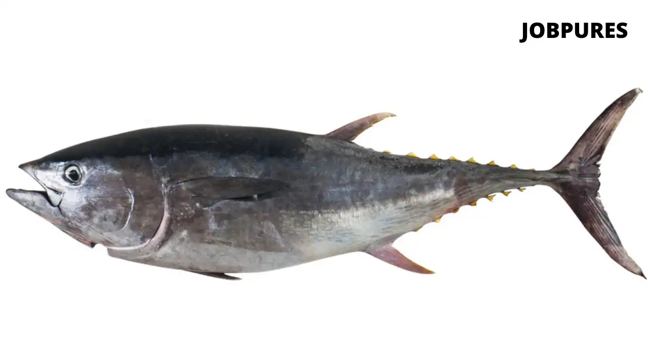 Tuna Fish Name in Hindi and English
