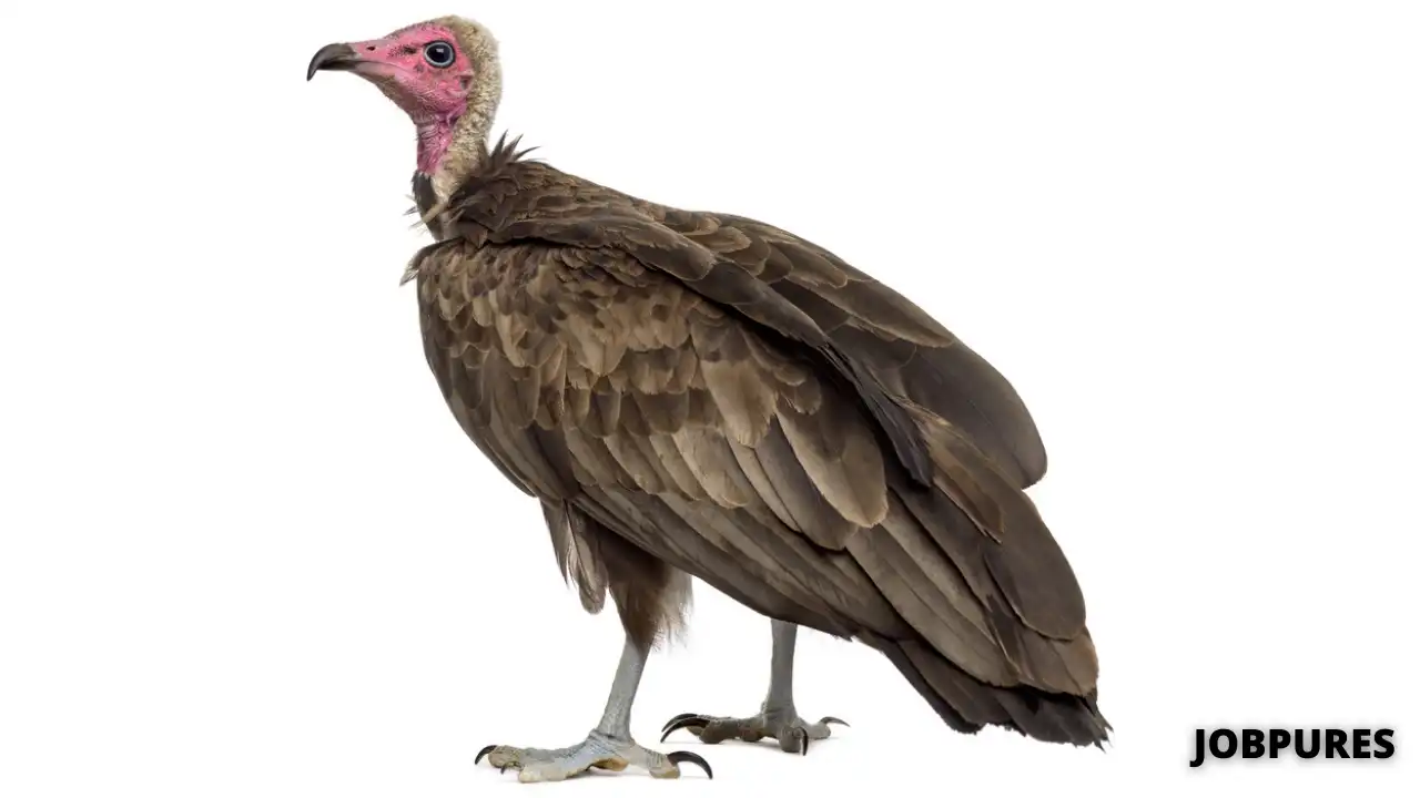 Vulture Bird Name in Hindi & English