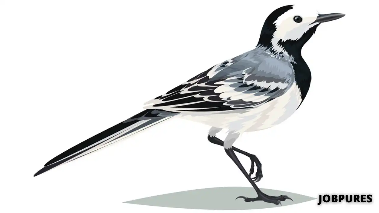 Wagtail Bird Name in Hindi & English