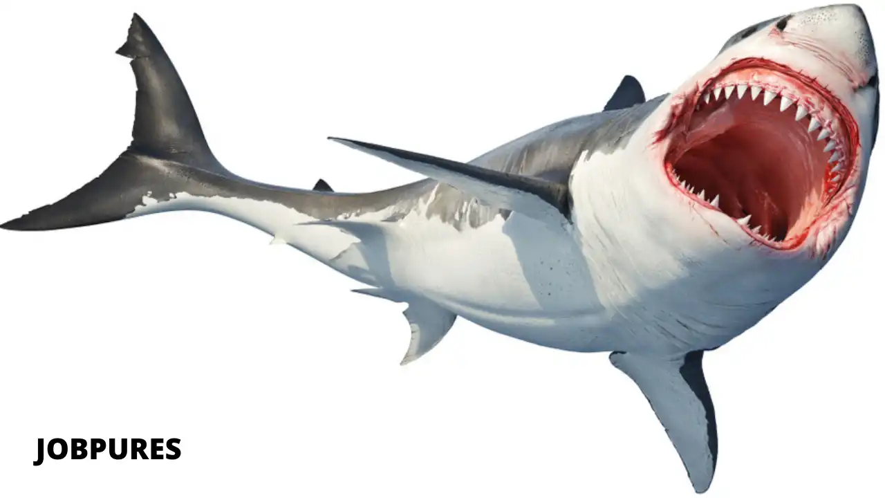 White Shark Fish Name in Hindi and English