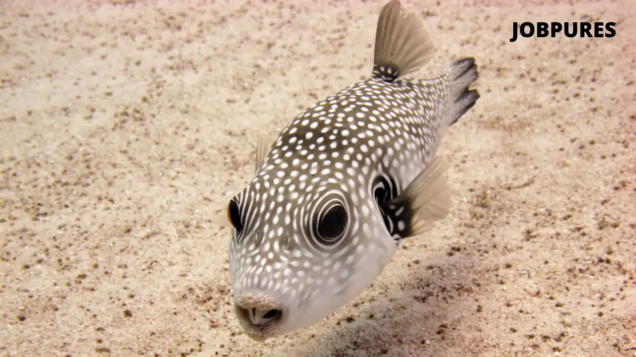 White Spotted Puffer Fish Name in Hindi and English