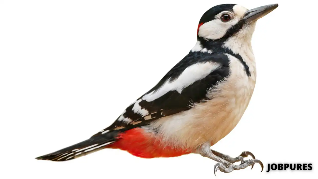 Woodpecker Bird Name in Hindi & English