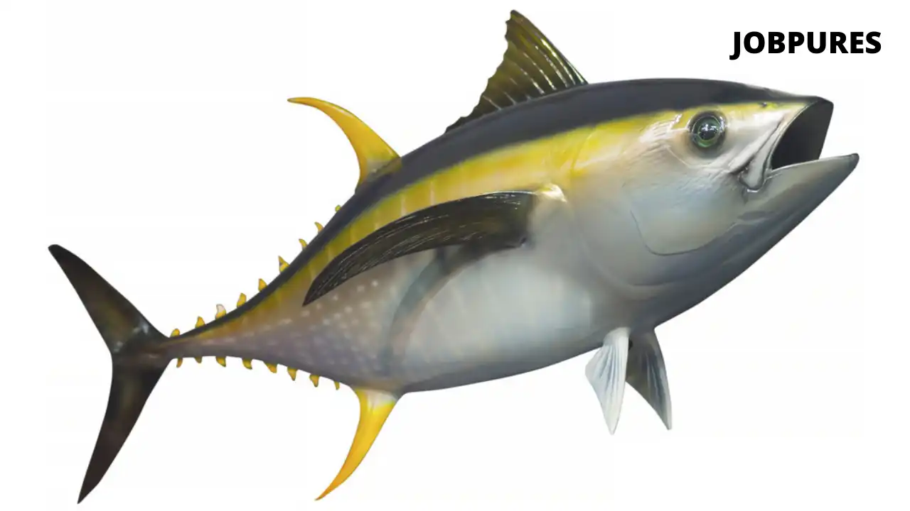 Yellowfin Tuna Fish Name in Hindi and English